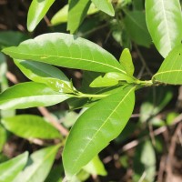 Pavetta indica L.